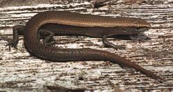 Delicate_Skink