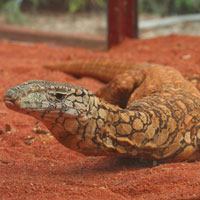 Perentie lizard at Perth Zoo