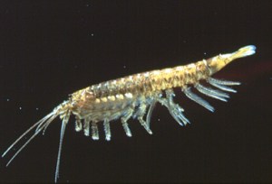 Anaspides tasmaniae from Parks&Wildlife Service