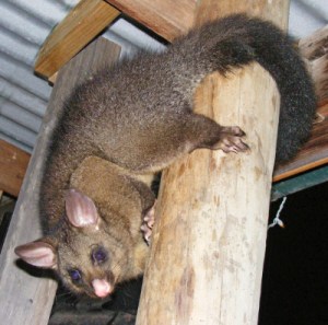 Common Brushtail Possum