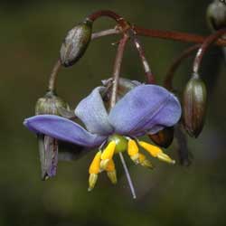 dianella-tasmanica-flower