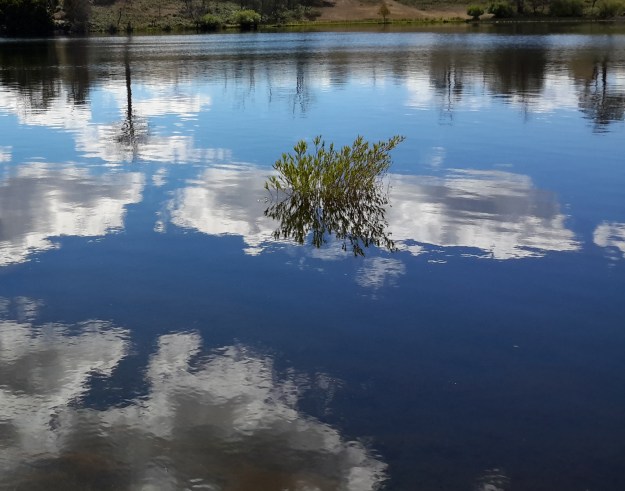 Section of larger photo on Meadowbank Lake.jpg