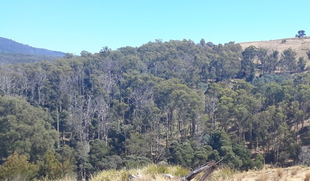 More treed forest.jpg