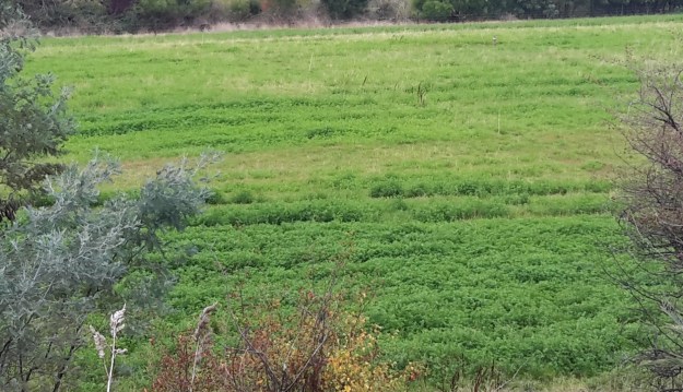 Flat area below vines before hatchery.jpg